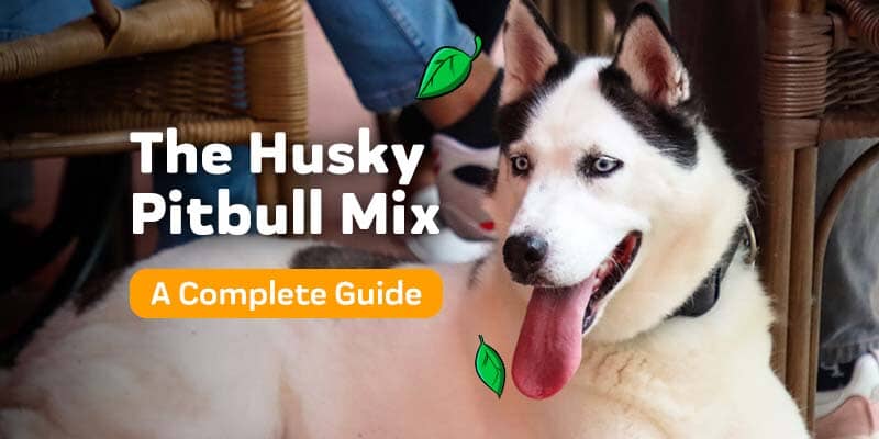 The Husky Pitbull Mix - A Comprehensive Guide