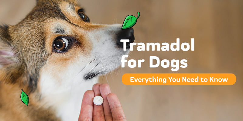 All About Tramadol for Dogs Including Alternatives