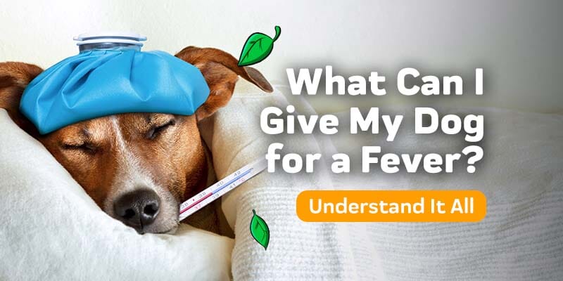 how to treat dog fever at home
