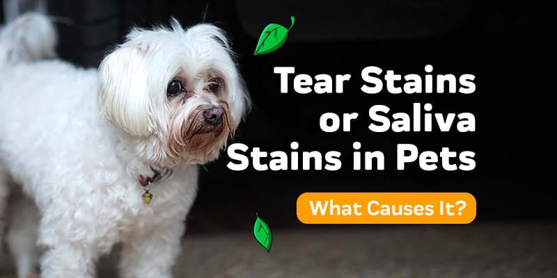hydrogen peroxide dog tear stains