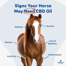 Load image into Gallery viewer, CBD Oil for Horses