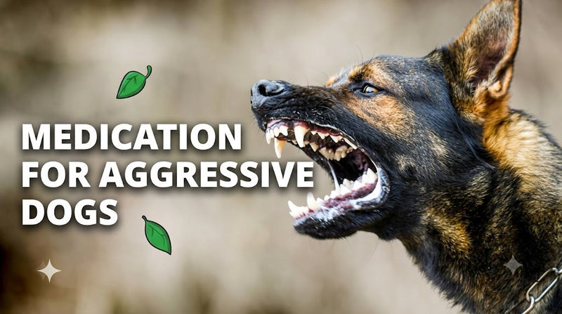 Medication for Aggressive Dogs And Natural Alternatives (+ Tips to Reduce Aggression)
