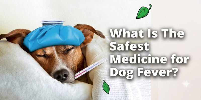 What Is The Safest Medicine for Dog Fever And What Mistakes To Avoid?