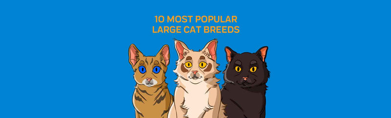 10 Most Popular Large Cat Breeds