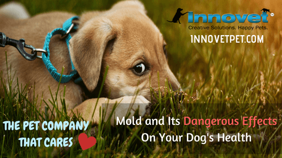 Mold and Its Dangerous Effects On Your Dog's Health