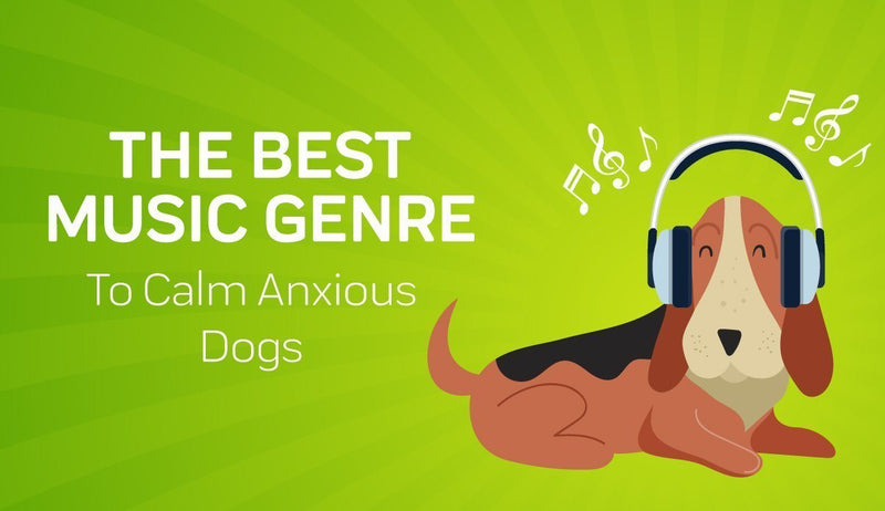 A Study Proved This Genre of Music Is Best for Calming Anxious Dogs