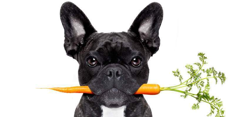 What Fruits and Vegetables Can Dogs Eat?