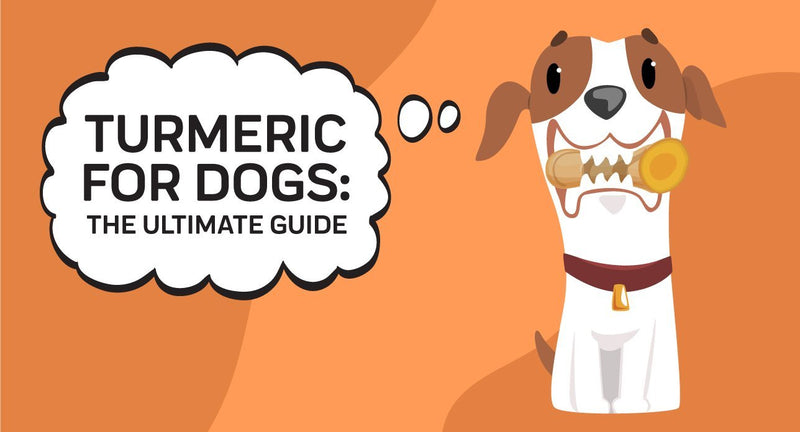 Turmeric for Dogs: A Healthy Spice, But Does It Work?