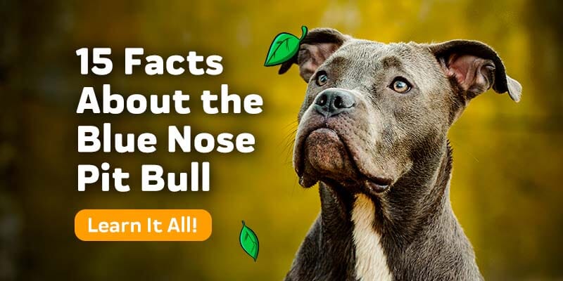 15 Interesting Facts About The Blue Nose Pit Bull - Your 101 Guide