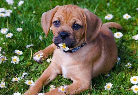 Why You Need To Protect Your Puppy From Fleas Naturally