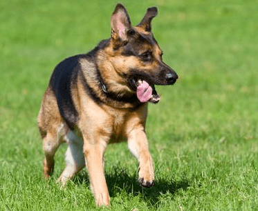 Signs of Elbow Dysplasia in Dogs