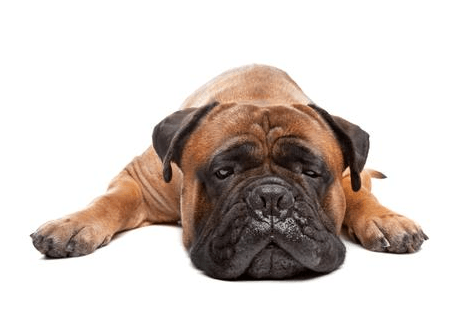 Recognizing the Possible Reasons for Lethargy in Dogs