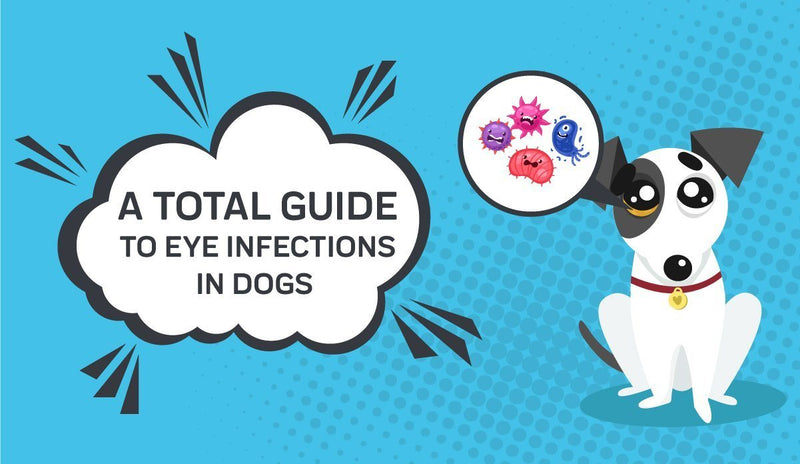 A Total Guide to Eye Infections in Dogs