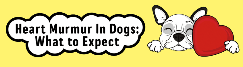 Heart Murmur In Dogs: What to Expect