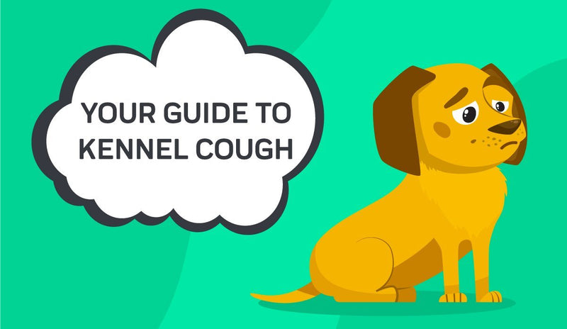 Your Guide To Kennel Cough