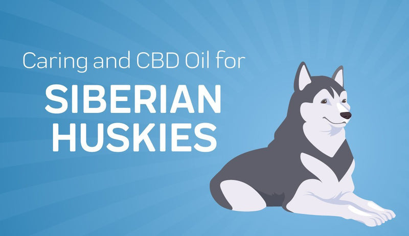 Caring for Siberian Huskies and CBD Oil for Siberian Huskies
