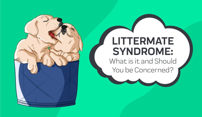 Littermate Syndrome: What is it and Should You be Concerned?