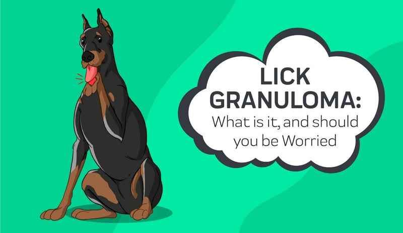 Lick Granuloma