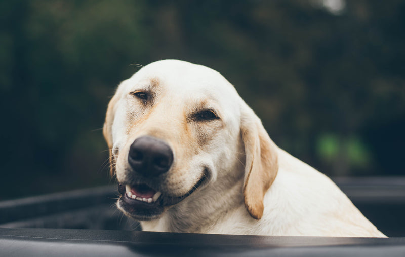 Do Dogs Respond Better to Hand Signals or Verbal Commands?