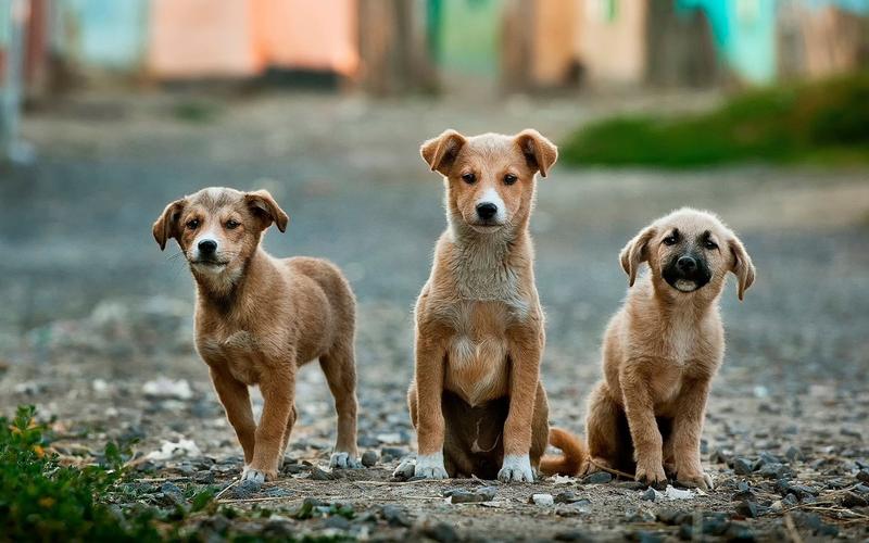 This Is How Scientists Measure Intelligence In Animals