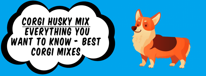 Corgi Husky Mix - Everything You Want To Know - Best Corgi Mixes