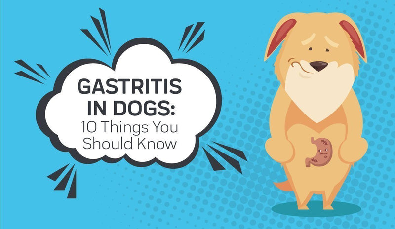 Gastritis In Dogs: Causes, Symptoms, and Treatment