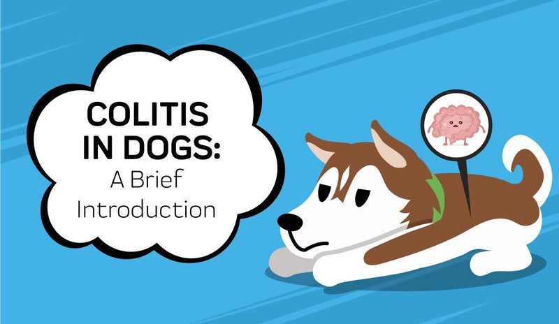 Colitis In Dogs - A Brief Introduction