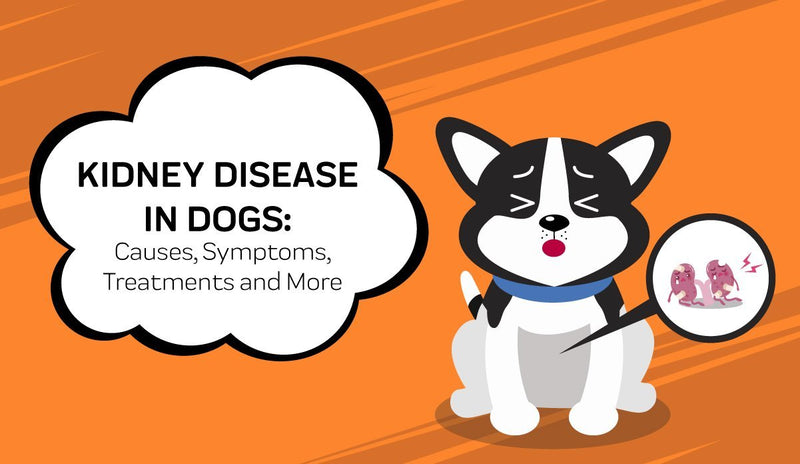 Kidney Disease in Dogs: A Total Guide