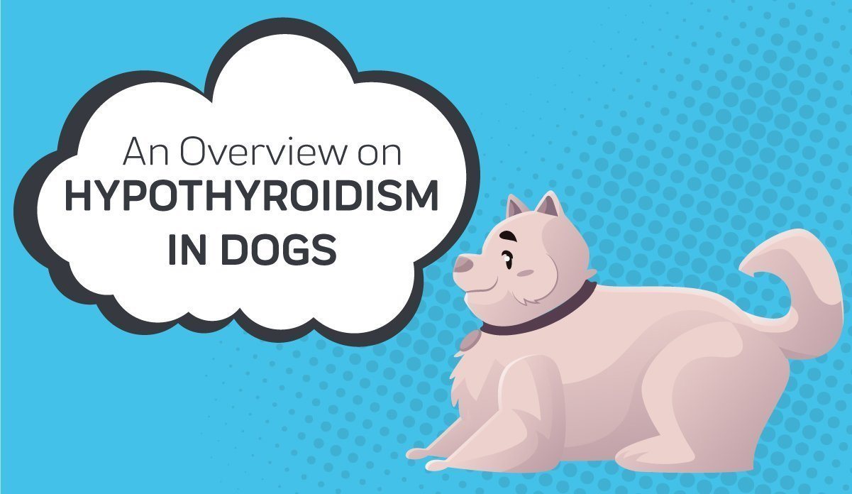 An Overview on Hypothyroidism in Dogs – Innovet Pet