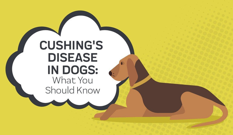 Cushing's Disease In Dogs: What You Should Know