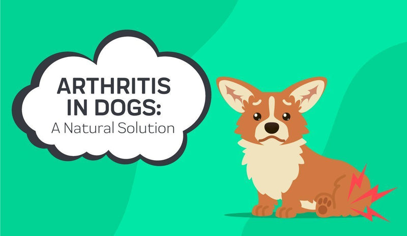 Arthritis In Dogs: A Natural Solution