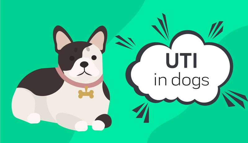 UTI In Dogs