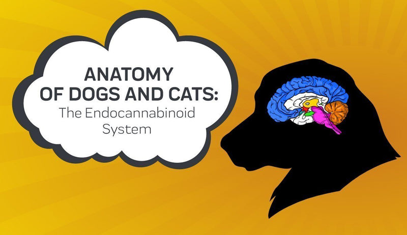 Anatomy of Dogs and Cats: the Endocannabinoid System