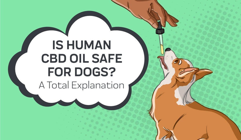 Is Human CBD Oil Safe For Dogs? A Total Explanation