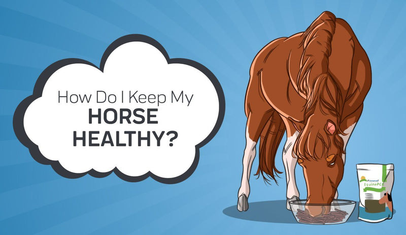 How Do I Keep My Horse Healthy?