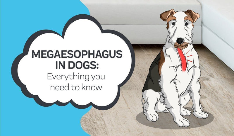 Everything you Need to Know About Megaesophagus in Dogs