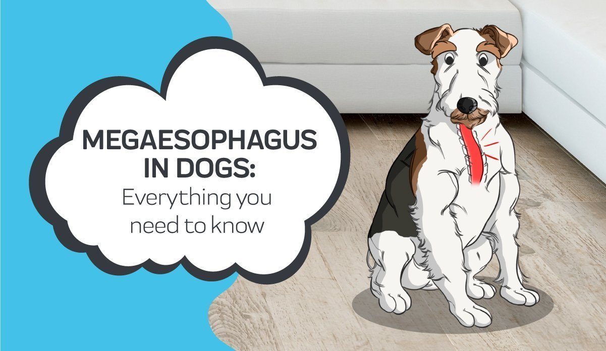 Everything you Need to Know About Megaesophagus in Dogs – Innovet Pet