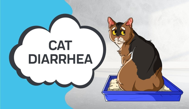 Cat Diarrhea