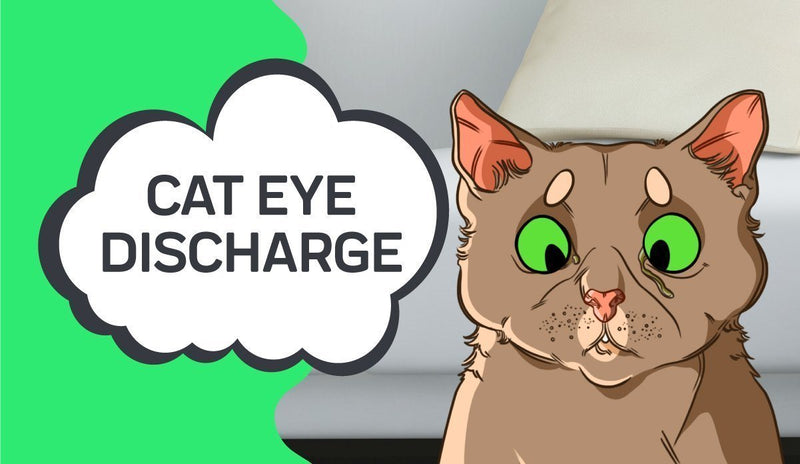 Cat Eye Discharge