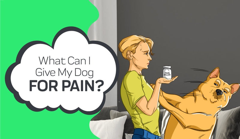 Natural Alternatives for your Dogs Pain