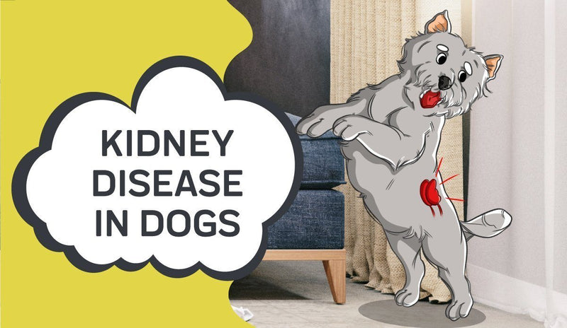 Kidney Disease in Dogs