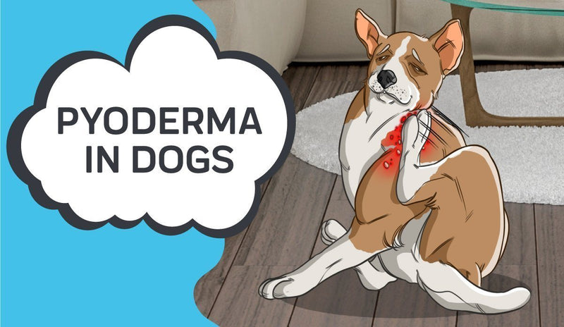 Pyoderma in Dogs
