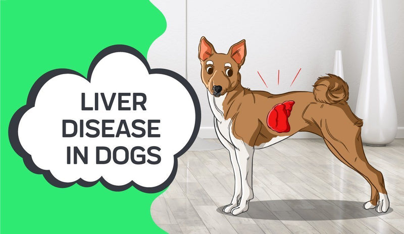 Important Facts About Liver Disease in Dogs