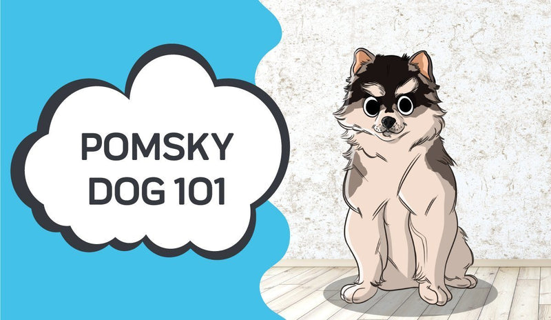Pomsky Dog 101 - Everything You Need to Know