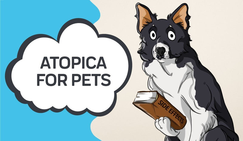Atopica for Pets: Medication Do's and Do Not's