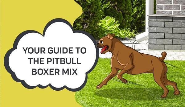 Guide To The Pitbull Boxer Mix