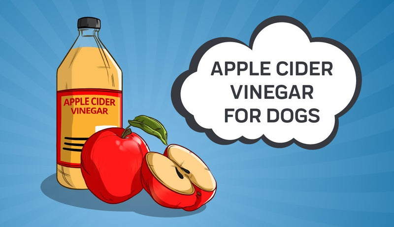 Apple Cider Vinegar for Dogs