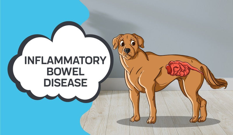 Inflammatory Bowel Disease in Dogs and How CBD Can Help