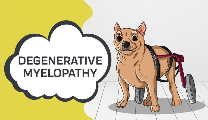 Degenerative Myelopathy in Dogs and How CBD Helps