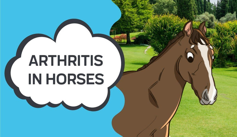 Arthritis In Horses: Everything You Need To Know